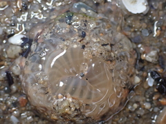 Harenactis attenuata