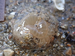 Harenactis attenuata