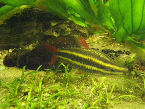 Striped anastomus (Anostomus anostomus) — Anostomidae — 2