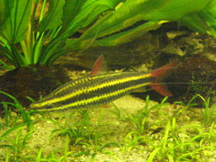 Anostomus anostomus
