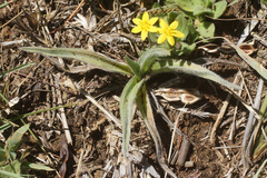Hypoxis sobolifera