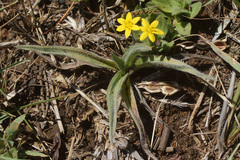 Hypoxis sobolifera
