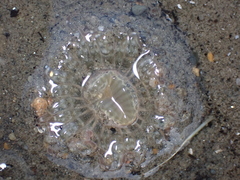 Harenactis attenuata