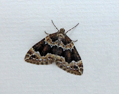 Lampropteryx suffumata