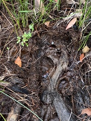 Pseudophryne australis