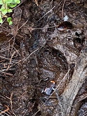 Pseudophryne australis