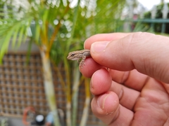 Lygodactylus capensis
