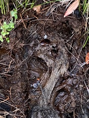 Pseudophryne australis