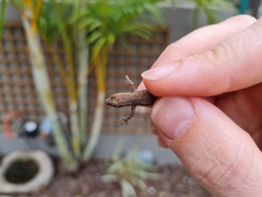 Lygodactylus capensis