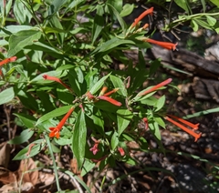 Bouvardia ternifolia