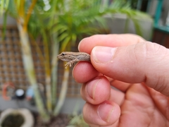 Lygodactylus capensis