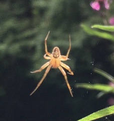 Araneus pegnia