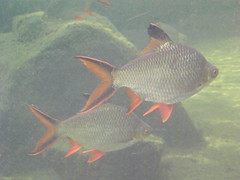 Barbonymus schwanefeldii