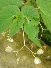 Begonia hirsuta