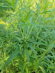 Asphondylia solidaginis