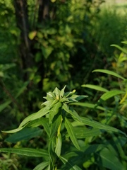 Asphondylia solidaginis