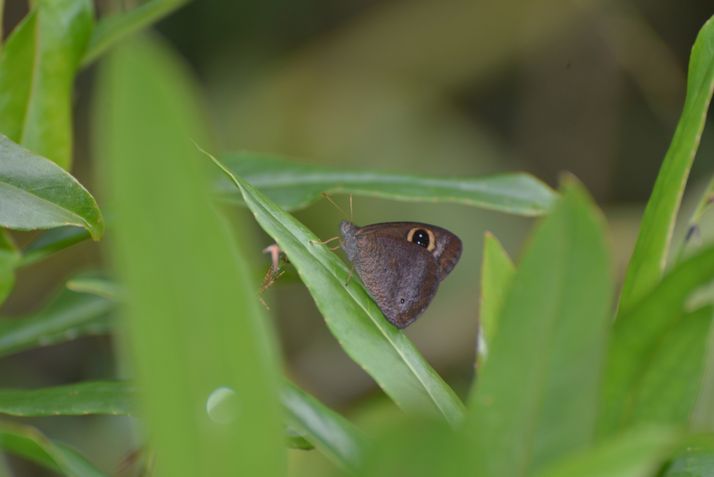 Austroypthima petersi