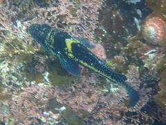 Sebastes nebulosus