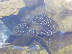 Calloplesiops altivelis