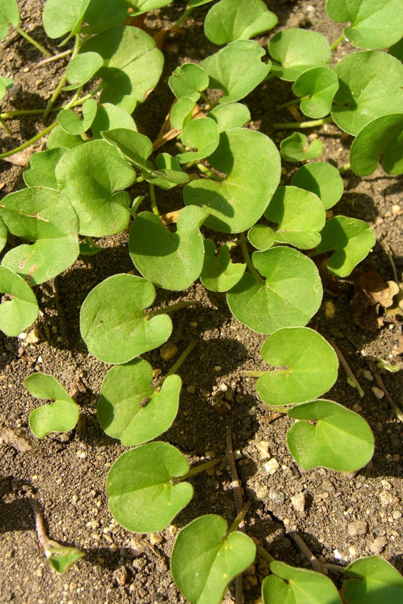 Dichondra donelliana