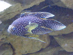 Calloplesiops altivelis