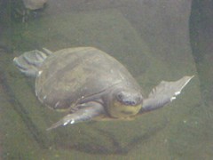 Carettochelys insculpta