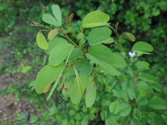 Bauhinia bowkeri
