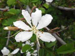 Bauhinia bowkeri