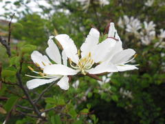 Bauhinia bowkeri