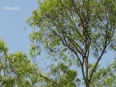 Ptiliogonys cinereus