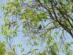 Ptiliogonys cinereus