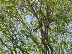 Ptiliogonys cinereus