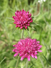 Knautia macedonica