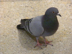Columba livia domestica