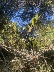 Psydrax odorata buxifolia