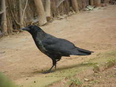 Corvus cornix × corone