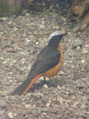 Cossypha albicapillus