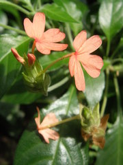 Crossandra nilotica