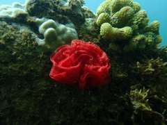Hexabranchus
