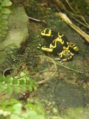 Dendrobates leucomelas
