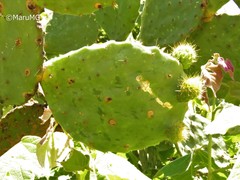 Opuntia