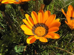 Gazania rigida