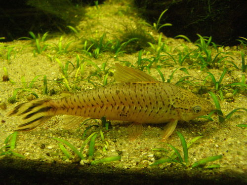 Flagtail catfish