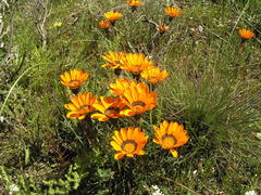Gazania rigida