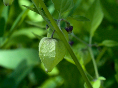 Physalis solanacea