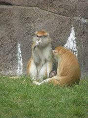 Erythrocebus