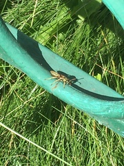 Polistes dominula