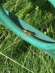 Polistes dominula
