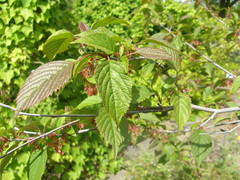 Euptelea pleiosperma