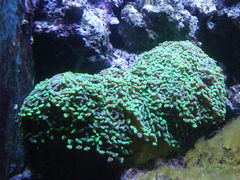 Fimbriaphyllia paraancora